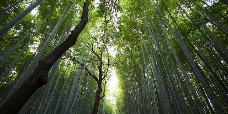 跨平台移动应用开发框架深度对比：Flutter、React Native与Kotlin Multiplatform如何重塑移动服务与应用设计